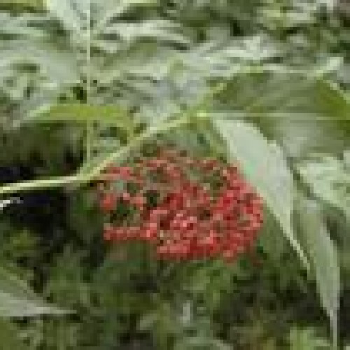 Elderberry extract