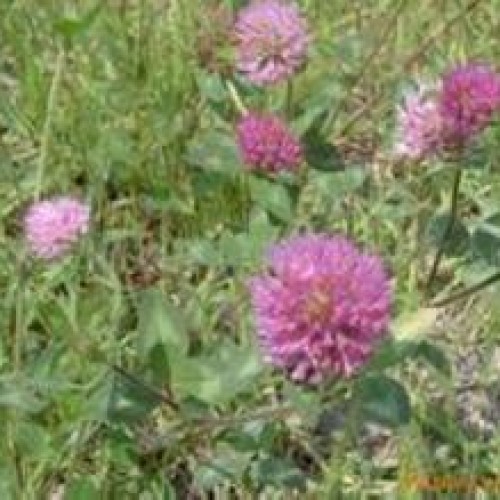 Red clover extract