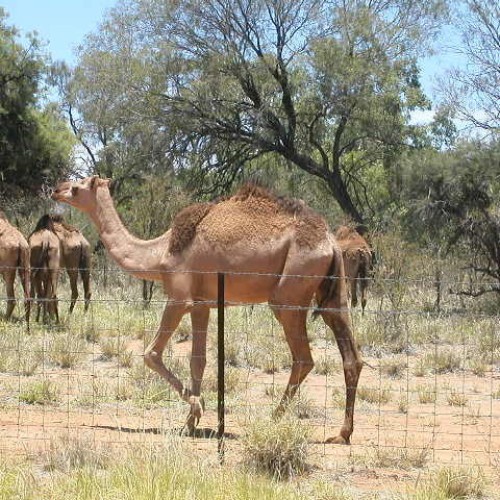 Camel fencing