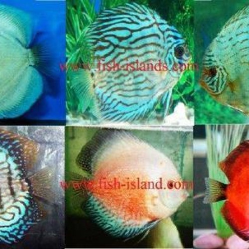 Discus Fish Farm