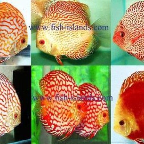 Discus fish farm 1