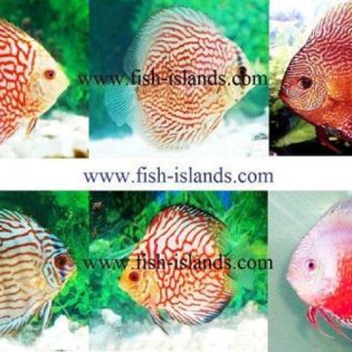 Discus fish farm 2