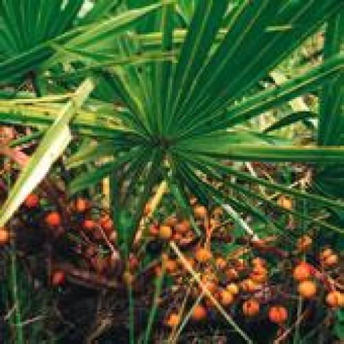 Saw palmetto extract