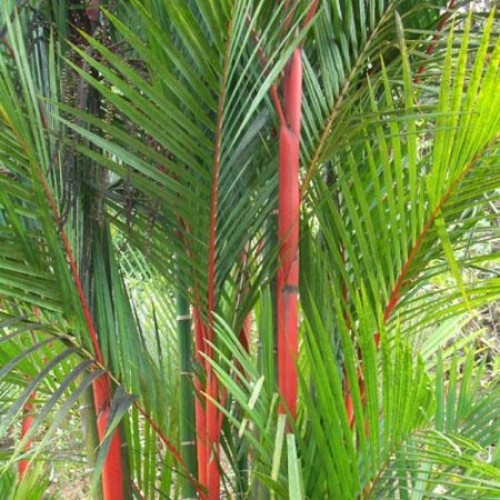 Red palm