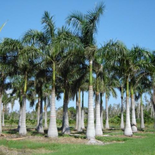 Royal palm