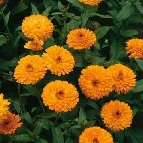 Calendula