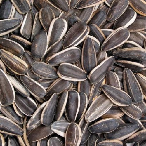 Sun flower nut (striped)