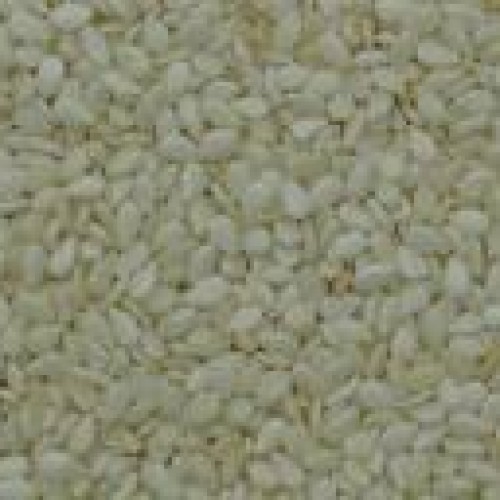 Sesame