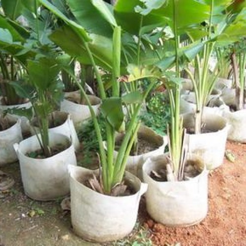 Tree-planting bags