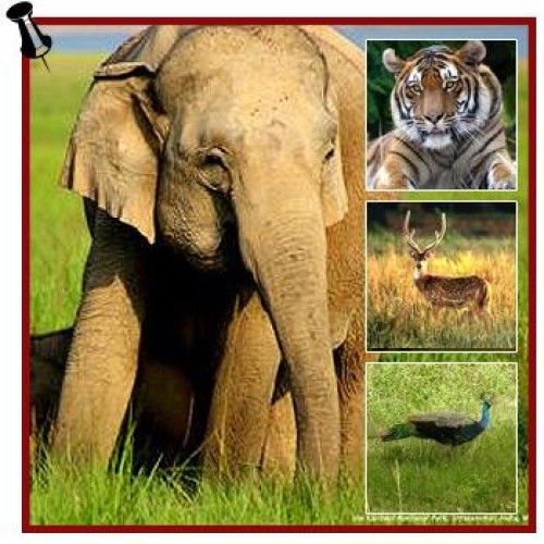 Corbett national park special tour