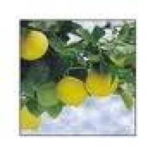 Lemon Oil