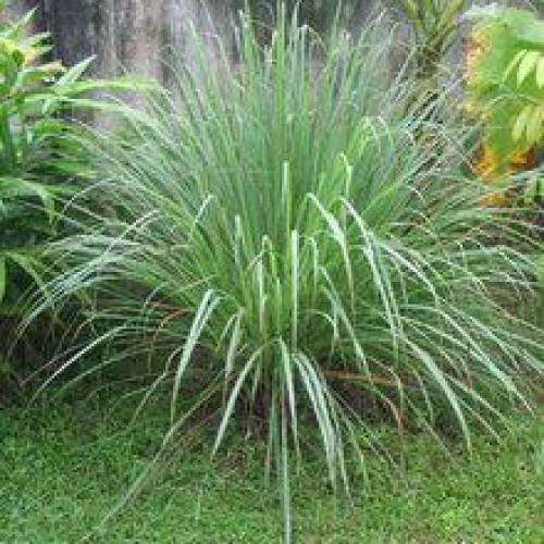Lemon Grass Oil
