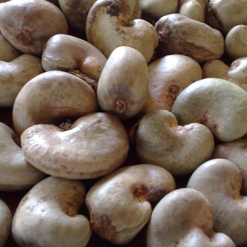 Raw cashew nuts