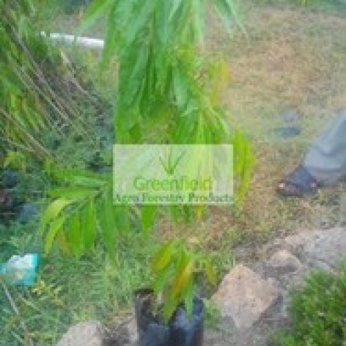 Ashok pendula plant ( polyalthia longifolia )