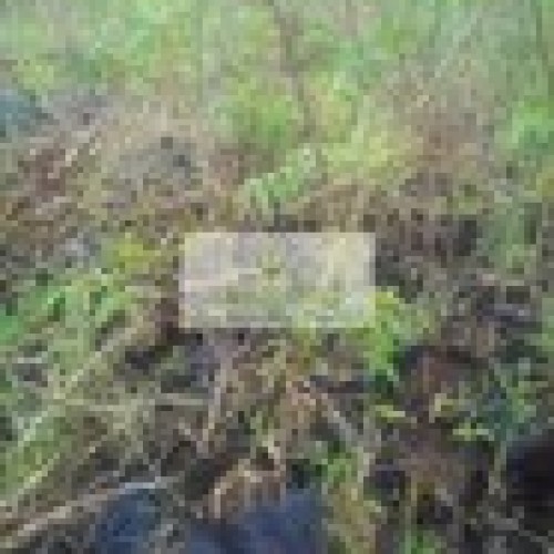 Neem / margosa plant ( azadirachta indica )