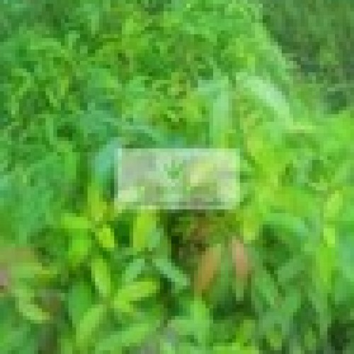 Sita ashok plant ( saraca asoca )