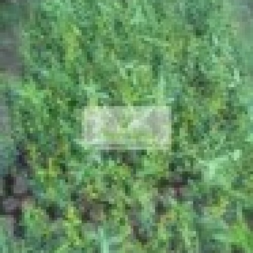 Anar / pomogranate plant ( punica granatum )