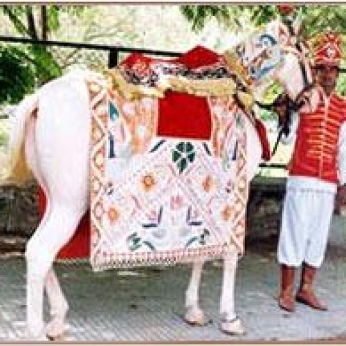 Elephants for various processions