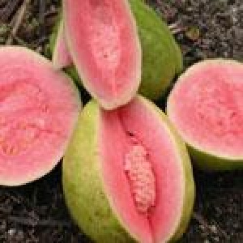 Guava Slice