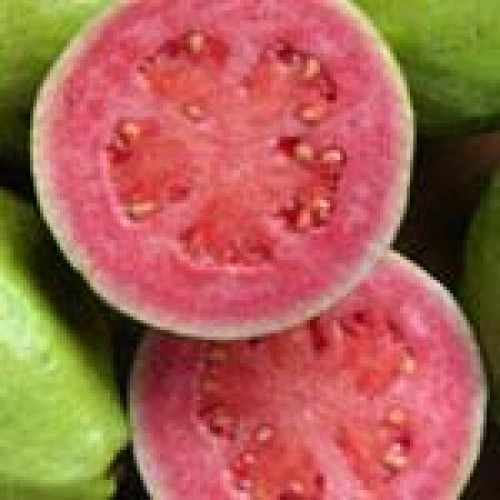 Guava pulp