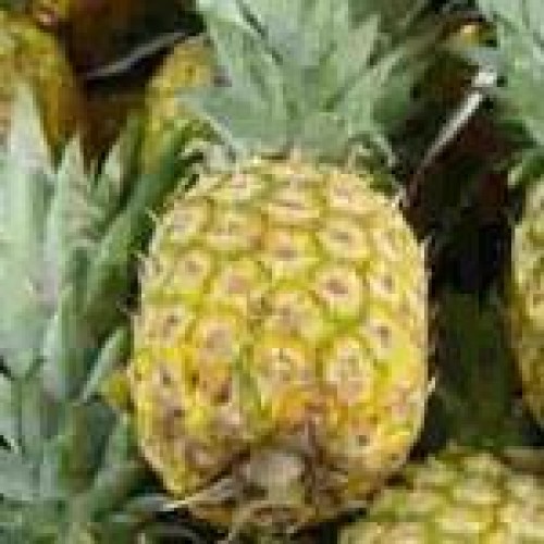 Pineapple pulp