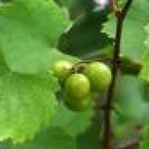 Grape seed oil