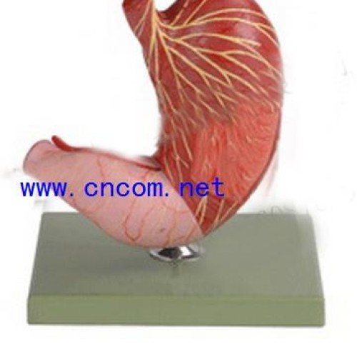 Human body model - model of the stomach and profile