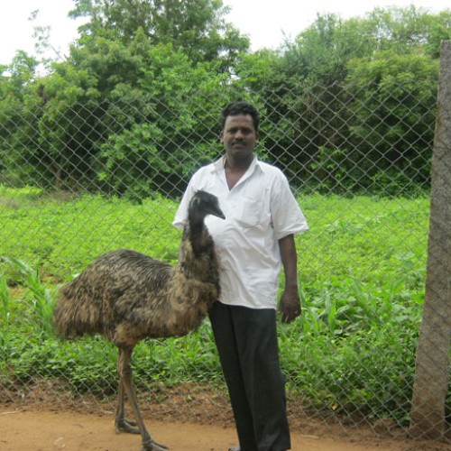 Emu birds