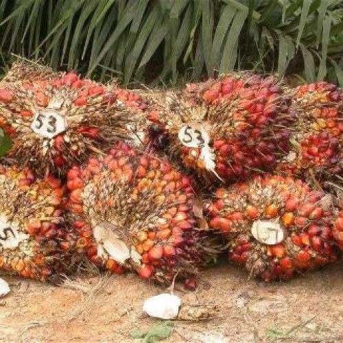 Palm oil for sale