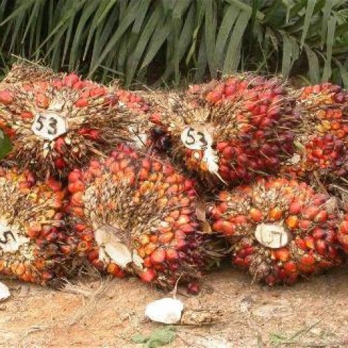 PALM OIL FOR SALE
