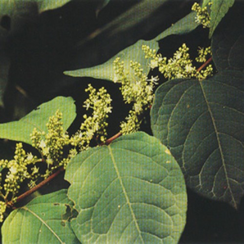 Polygonum cuspidatum p.e