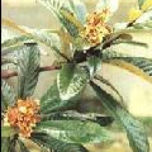 Loquat leaf p.e