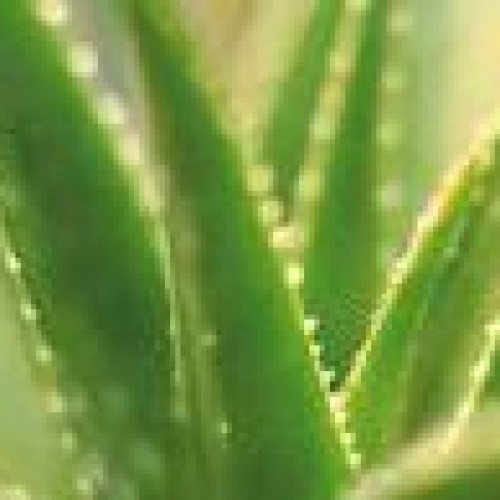 Aloe p.e