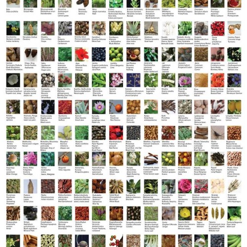 All kind of medicinal herbs