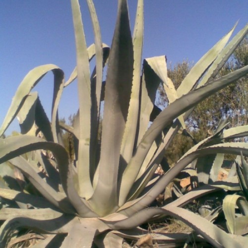 Aloe vera leaves