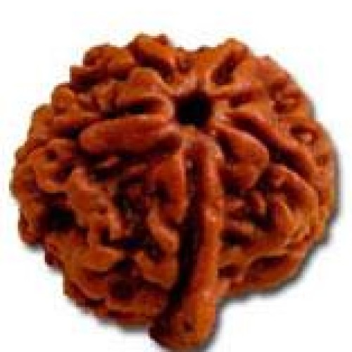 Rudraksha - nepal rudraksha