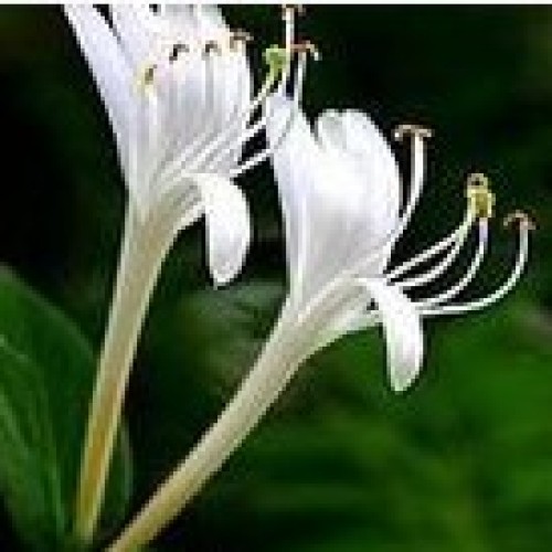 Honeysuckle flower extract