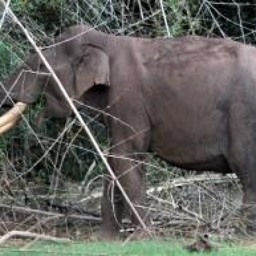 Wildlife karnataka