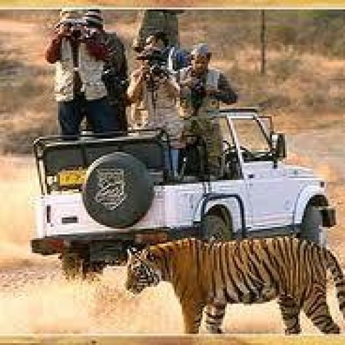 Wildlife Travel Tours in India