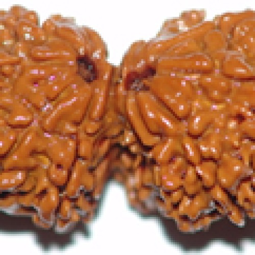 Gaurishankar rudraksha