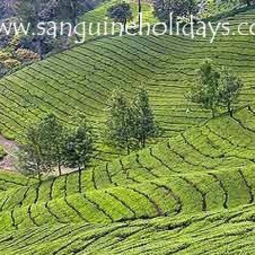 Kerala tour packages