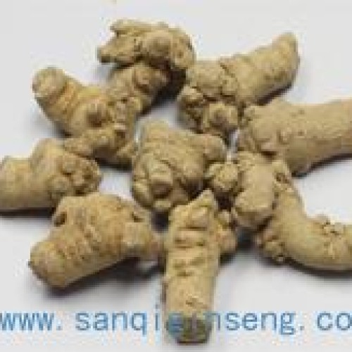 Panax notoginseng