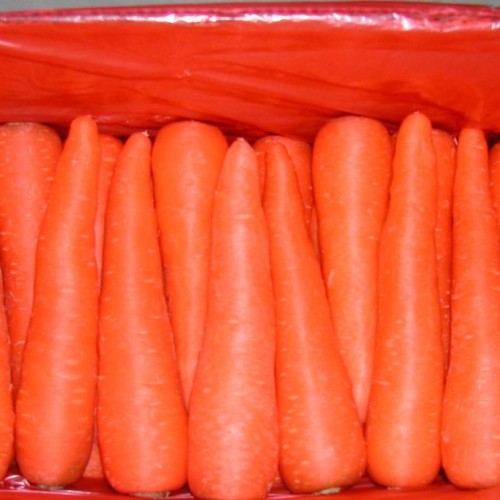 Fresh carrot