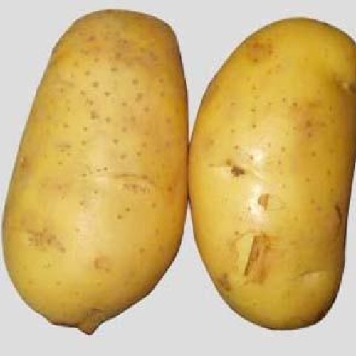 Fresh and frozen vegetable potato