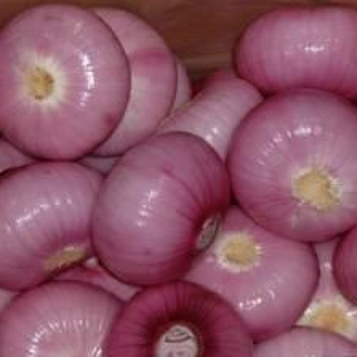Fresh onion 