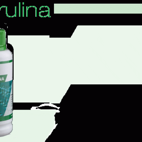 Spirulina