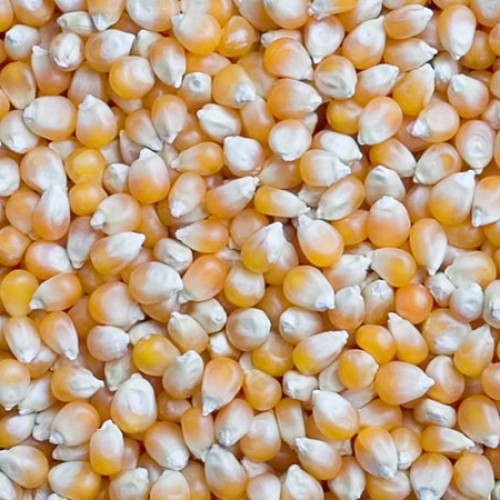 Yellow corn