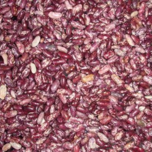 Purple speckled kidney bean