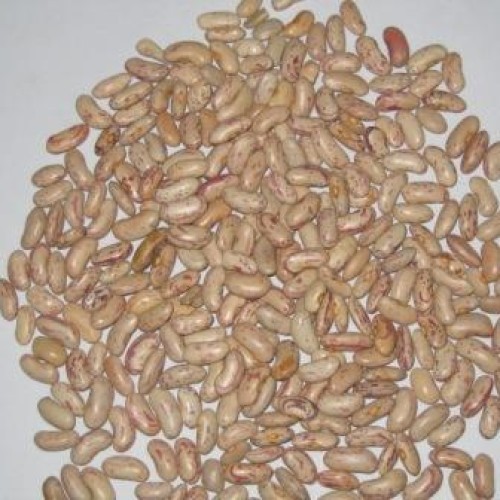 Mung bean