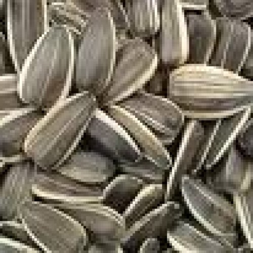 Sunflower seed exporting